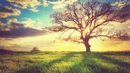 Spring sunset, lonely tree in the field