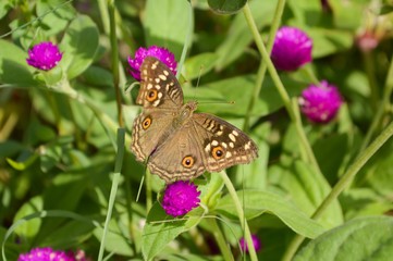 Butterfly on flower in the garden