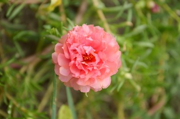 pink pusley flower in garden , portulaca oleracea