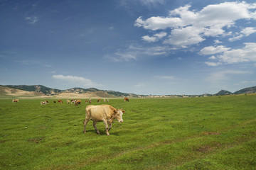 herd of cattle on the grass