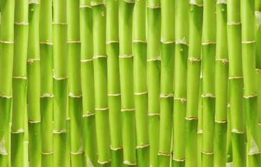 Photo sur Aluminium Bambou beautiful green bamboo background