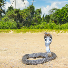 king cobra in the wild nature