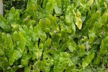 green Philodendron leaves in garden