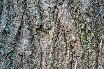 Bark of Tree for background
