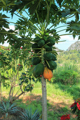  Papaya Tree