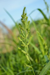 close up green grass flower in garden