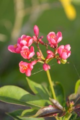 Jatropha integerrima flower, Peregrina or Spicy Jatropha flower