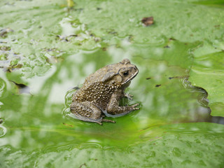 Toad on lotus leave with water in the pool