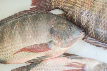 nile tilapia fish