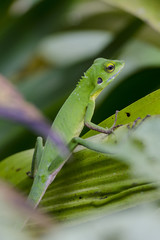 Chameleon in green bushes - Green chameleon on the branch with shallow DOF.