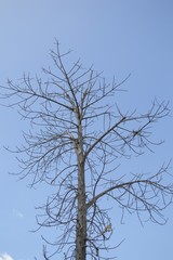 dry branch dead tree on blue sky