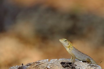Lizard on dry tree 