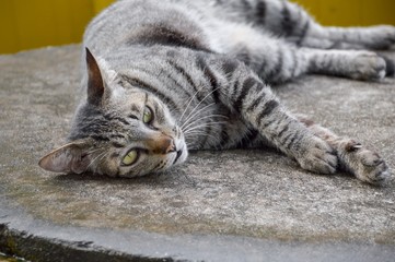 tabby cat on cement floor