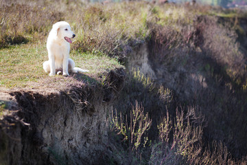 Маремма абруцкая овчарка Maremma and Abruz