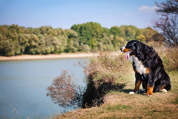 бернский зенненхунд Bern Mountain Dog