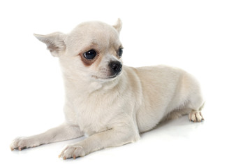 short hair chihuahua