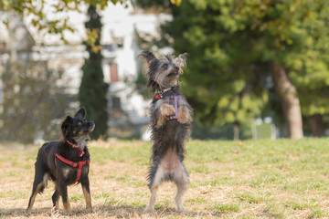 Two cute mini dogs play at a park.