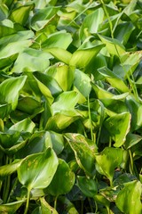Water Hyacinth tree in river , Eichhornia crassipes