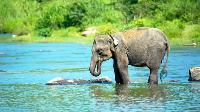 Asian elephant calf covered with mud after wallowing drinking water with trunk in the river on the jungle background