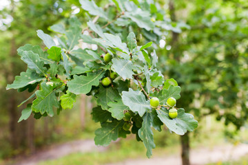 oak branch with acorns and leaves in forest