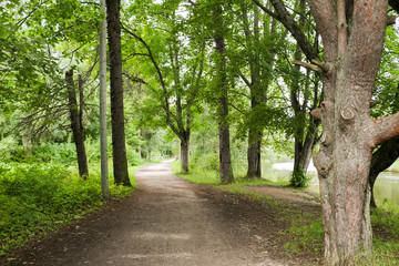 Fototapeta premium summer forest and path