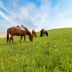 Horses in the grass