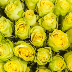 close up of yellow roses 