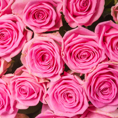 Background image of pink roses