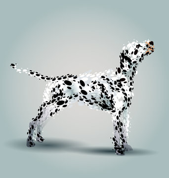 Vector Illustration Dalmatian