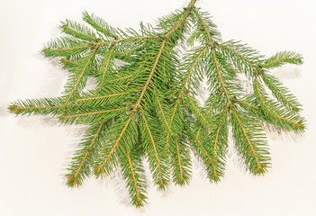 Christmas tree branches over white background