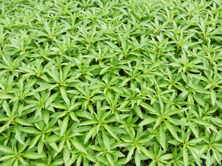 green plant background