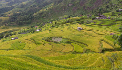 Naklejka premium Rice fields on terraced of Ha Giang, Vietnam. Rice fields prepare the harvest at Northwest Vietnam