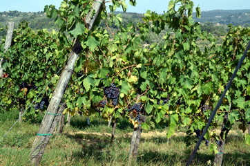 Fototapeta na wymiar Red wine grape hangs on the grapevine