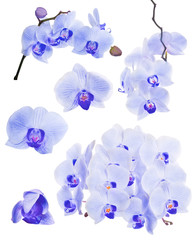 collection of blue beautiful orchid flowers on white