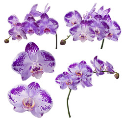 Fototapeta na wymiar set of violet orchid flowers in dark spots on white