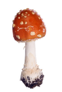 small orange isolated fly agaric mushroom