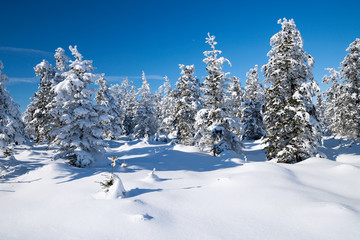 Winterlandschaft im Erzgebirge
