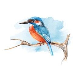 Kingfisher on branch 2. Watercolor bird