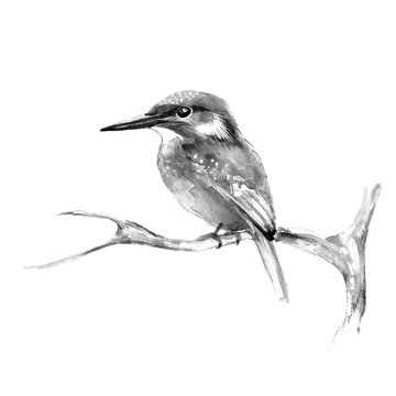 Kingfisher on branch 2. Watercolor bird