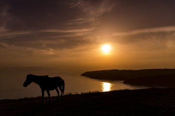 Fototapeta na wymiar 夕日と野生馬のシルエット