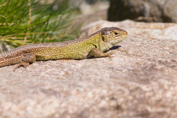 sand lizard