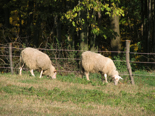 two sheep pasturing together on the meadow