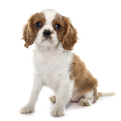 puppy cavalier king charles © cynoclub