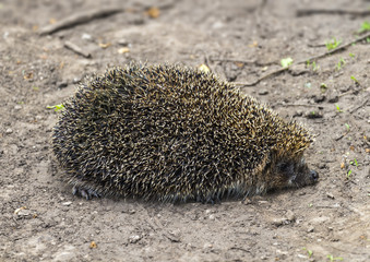 Forest hedgehog on the road