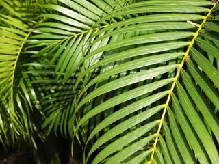 Cercles muraux Palmier leaves green ( palm leaf )