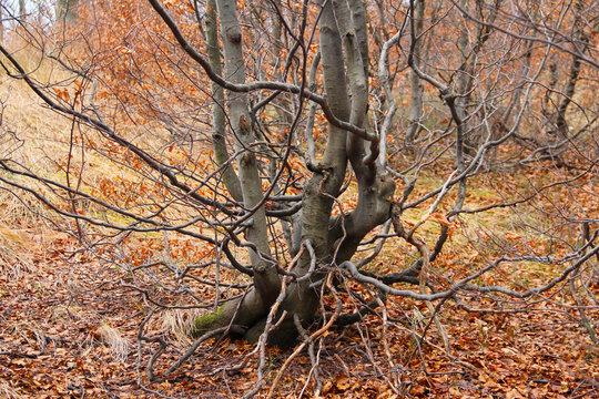 small beech tree with crooked branches in the autumn forest in the mountains
