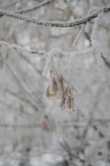 Branch of maple and rime.