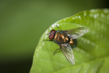 Lucilia sericata on green leaf