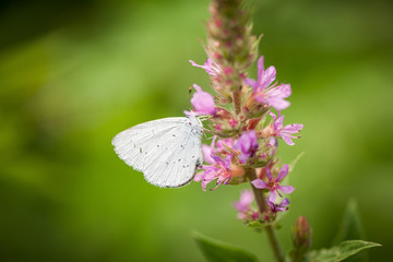 Small white side