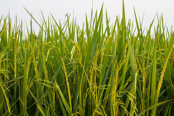rice field and white background